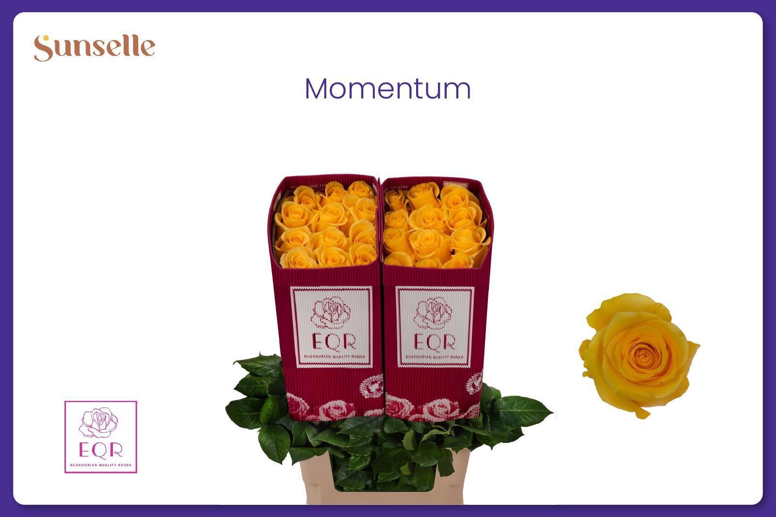 Rosa Momentum+ 60cm