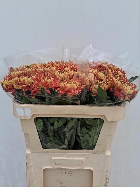 Chrys Single Hanenburg 70cm 80gram