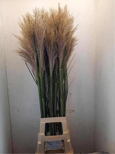 Corta Selloana V