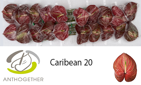 Anth A Caribean