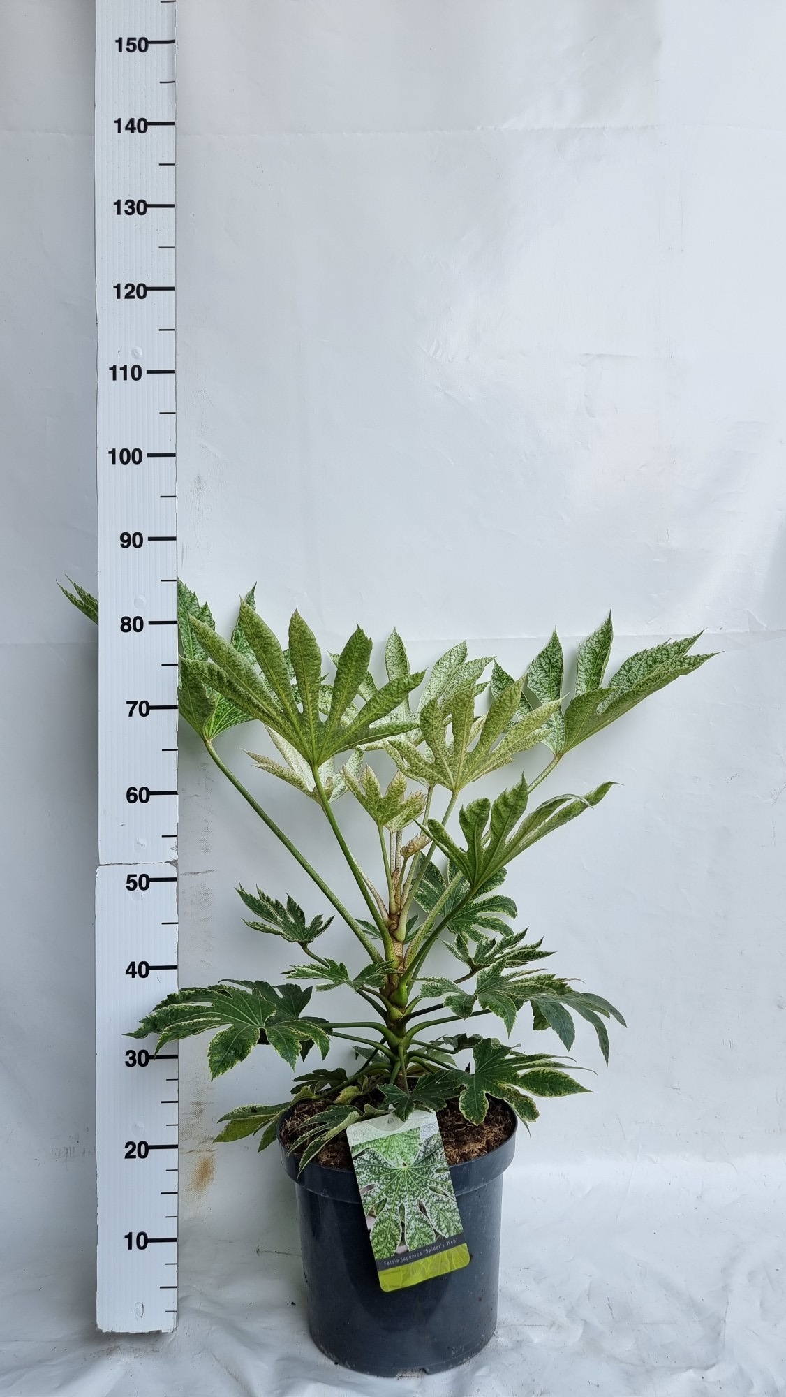 Picture of Fatsia japonica Spider's web P29 (10 Ltr) (LOOSE)