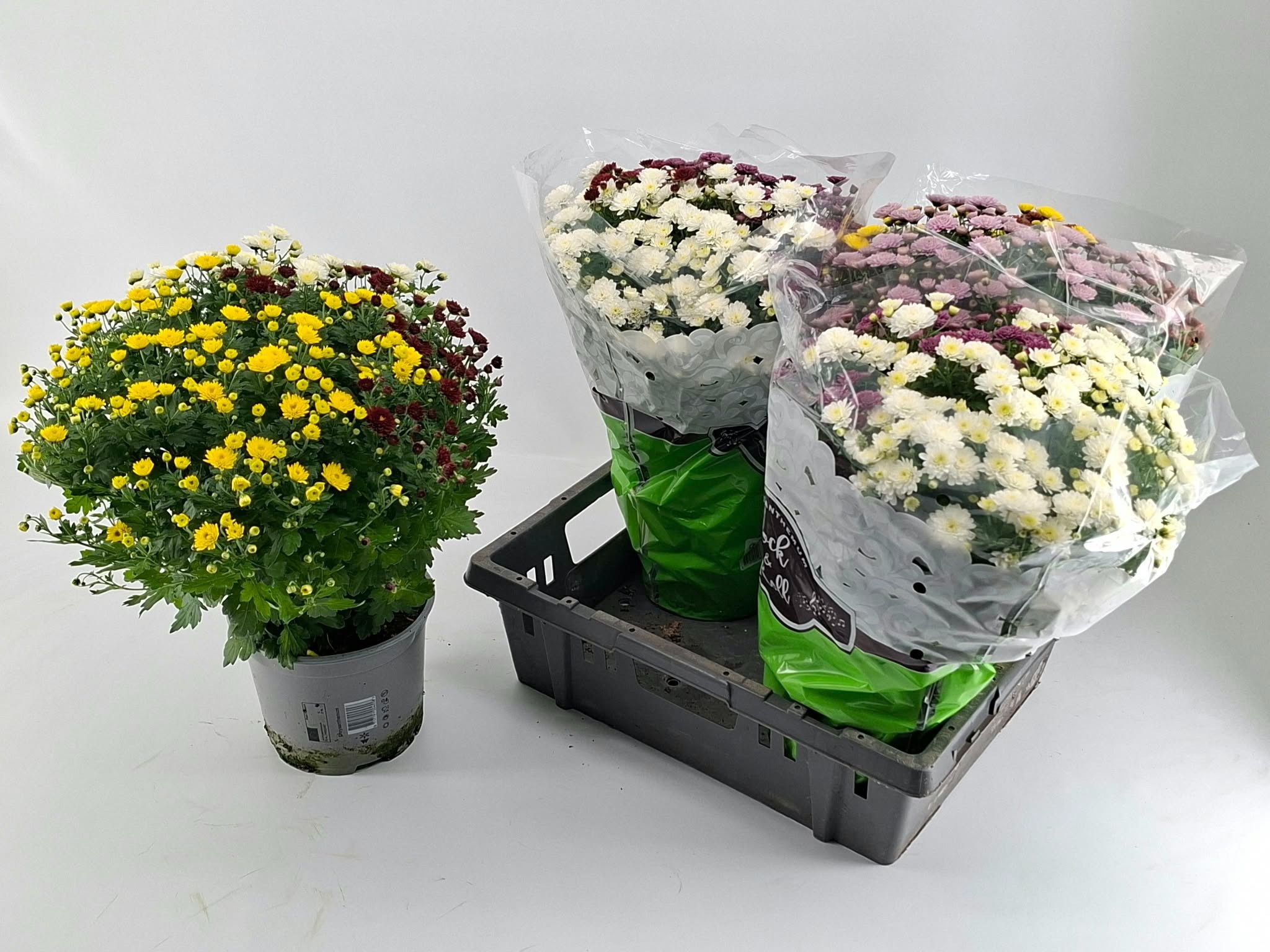 Chrys Gr Jas Gem Pot 19Ø 40cm
