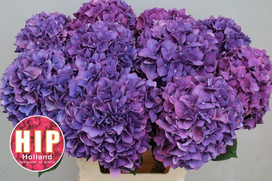 Hydrangea Rodeo Classic Pink 60cm 18Ø