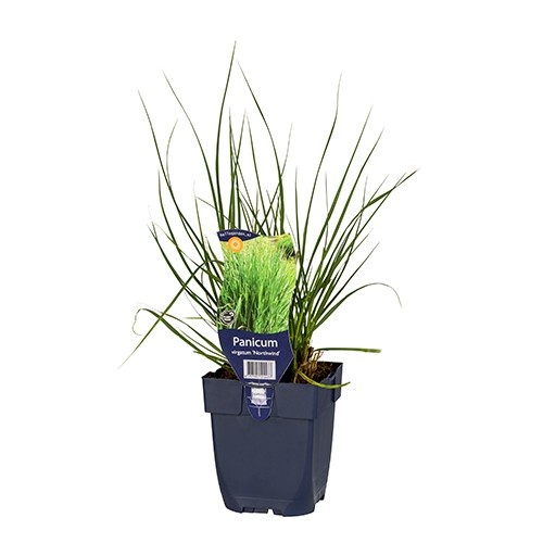 Panicum virgatum 'Northwind'
