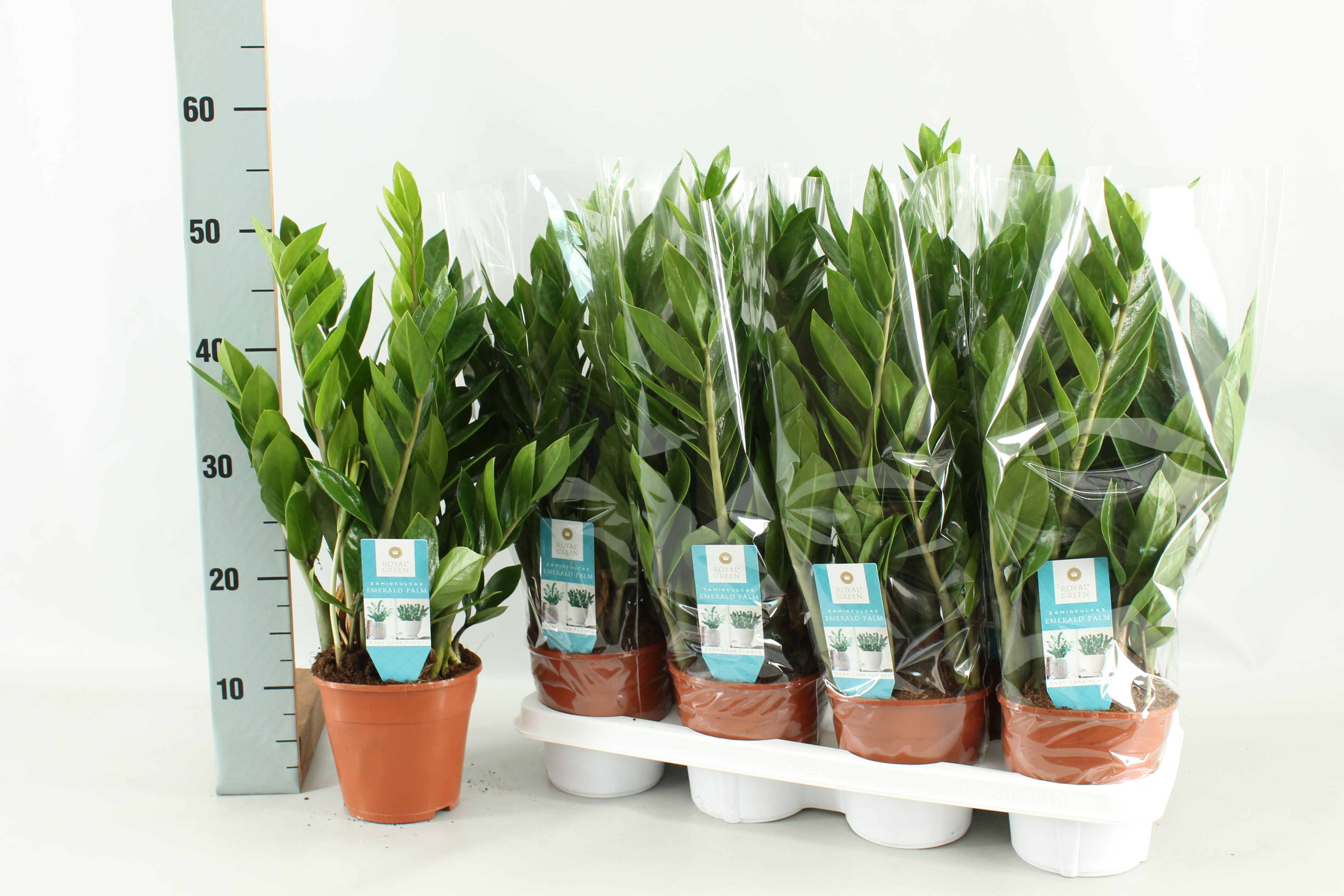 Zamio Zamiifolia 14P 50H 8TAK