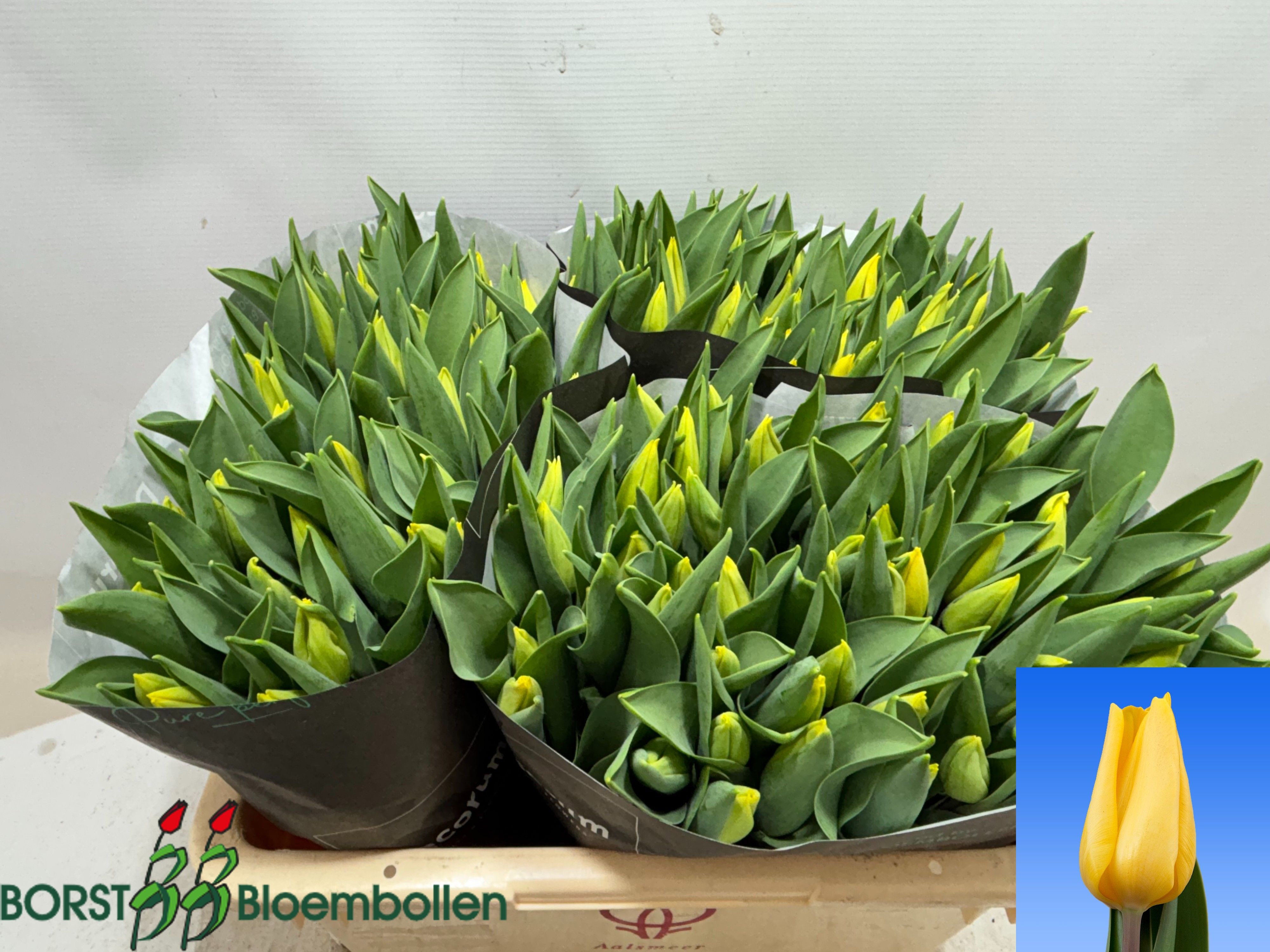 Tulipa Strong Gold 44cm 34gram