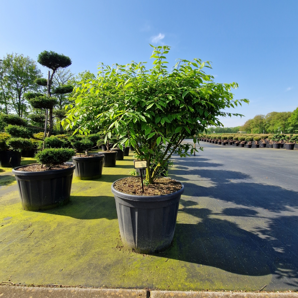 Picture of Euonymus alatus Compactus C130 90/100 (LOOSE)