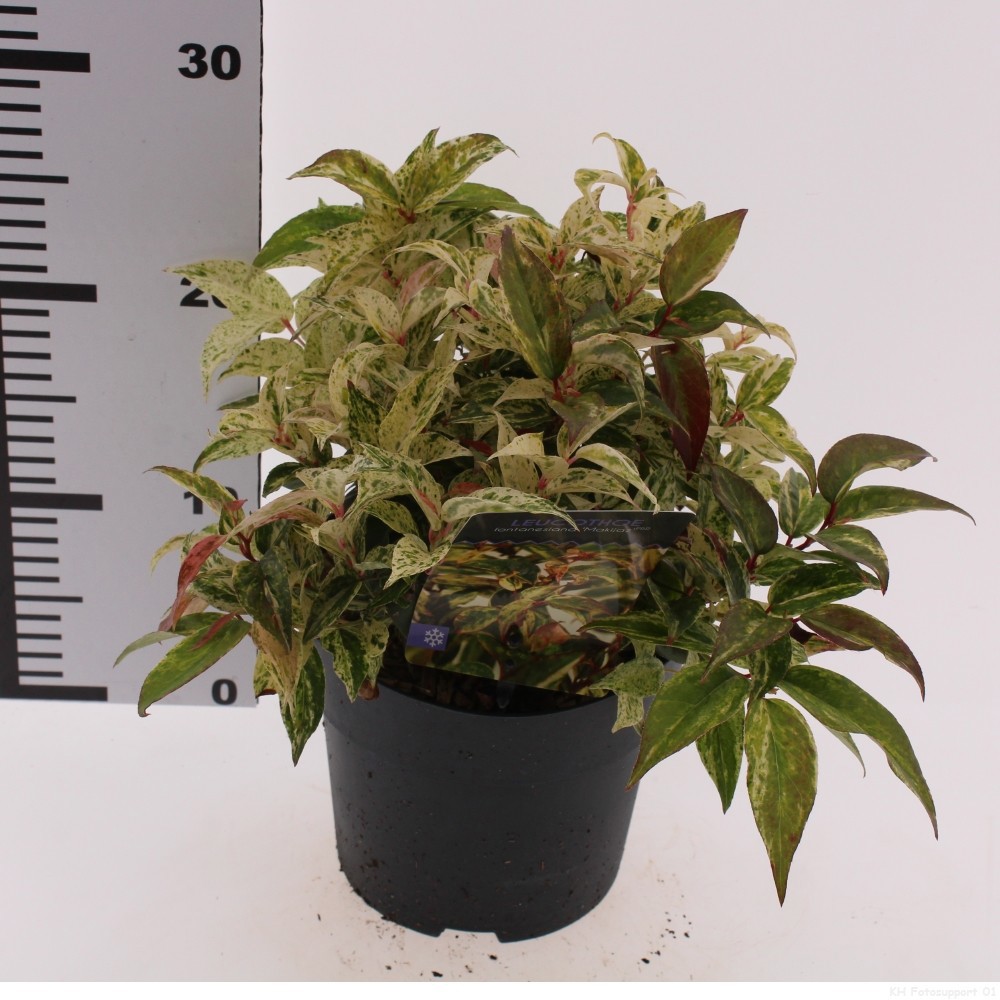 Leucothoe fontanesiana 'Makiejaz'