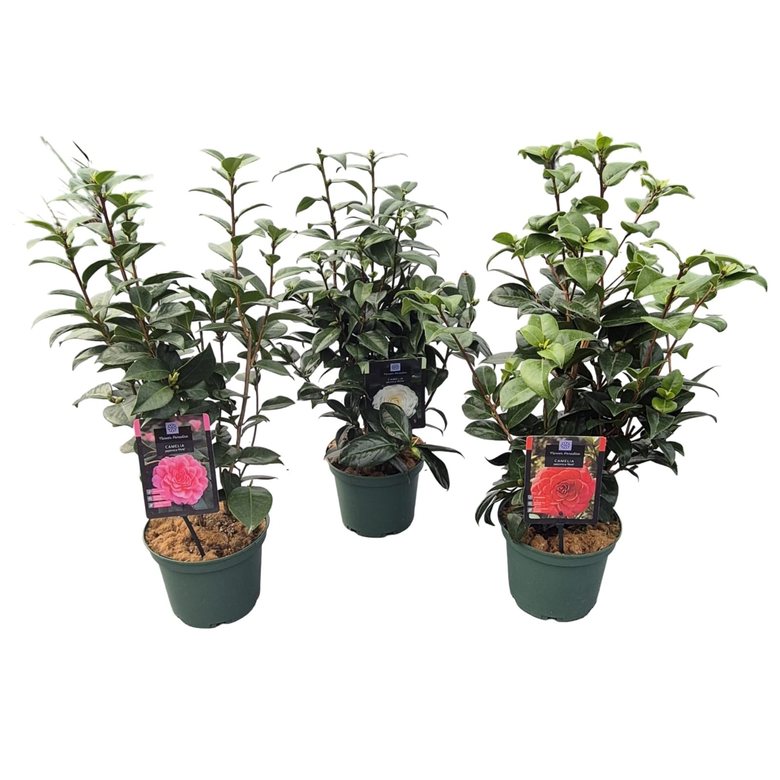 Camellia jap. 'Mix'