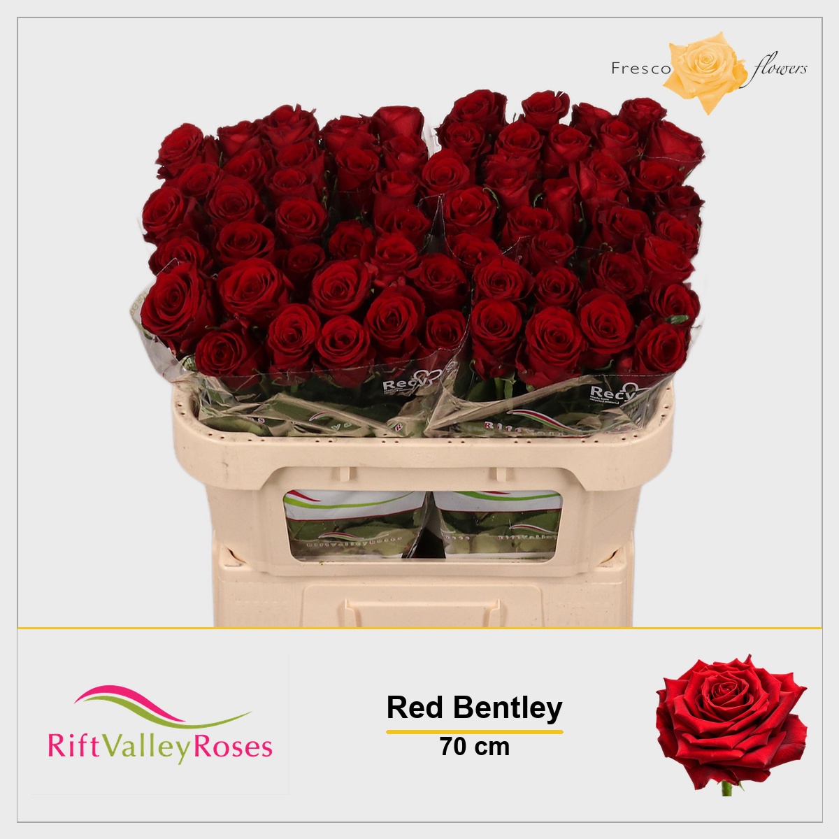 Rosa Red Bentley 70cm