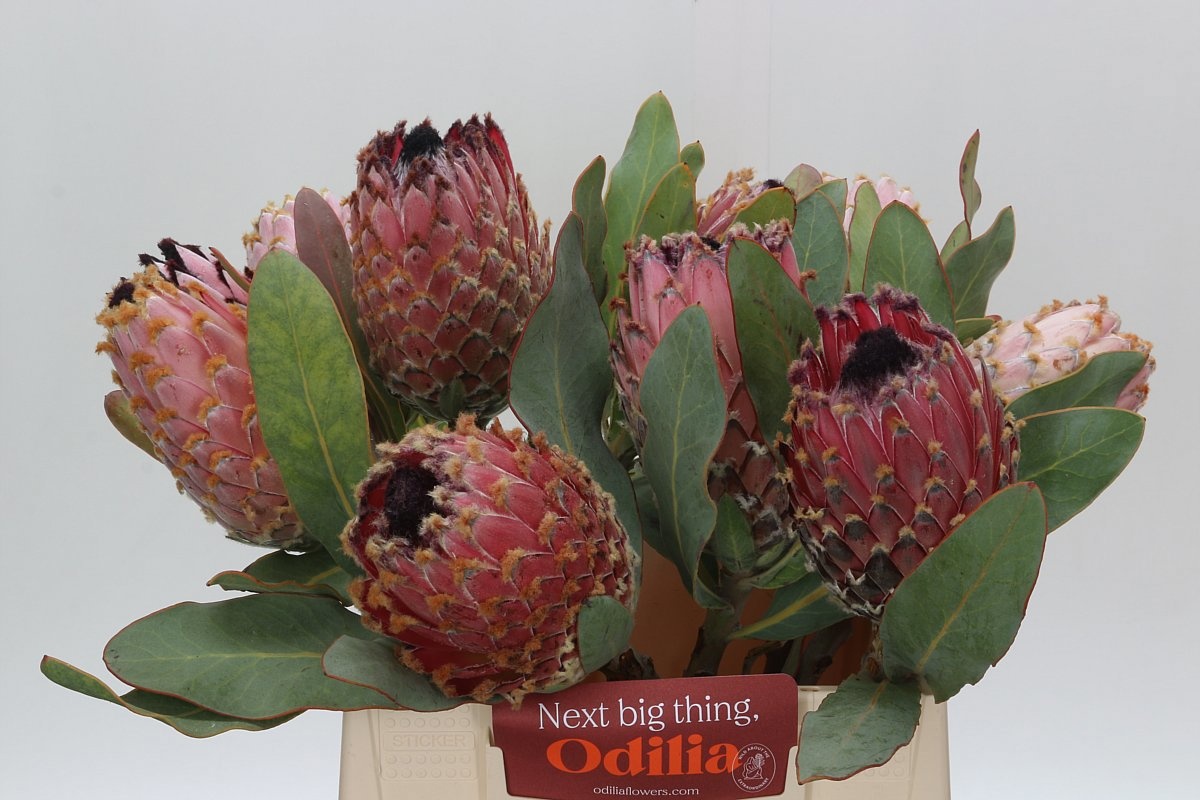 Protea Magnifica