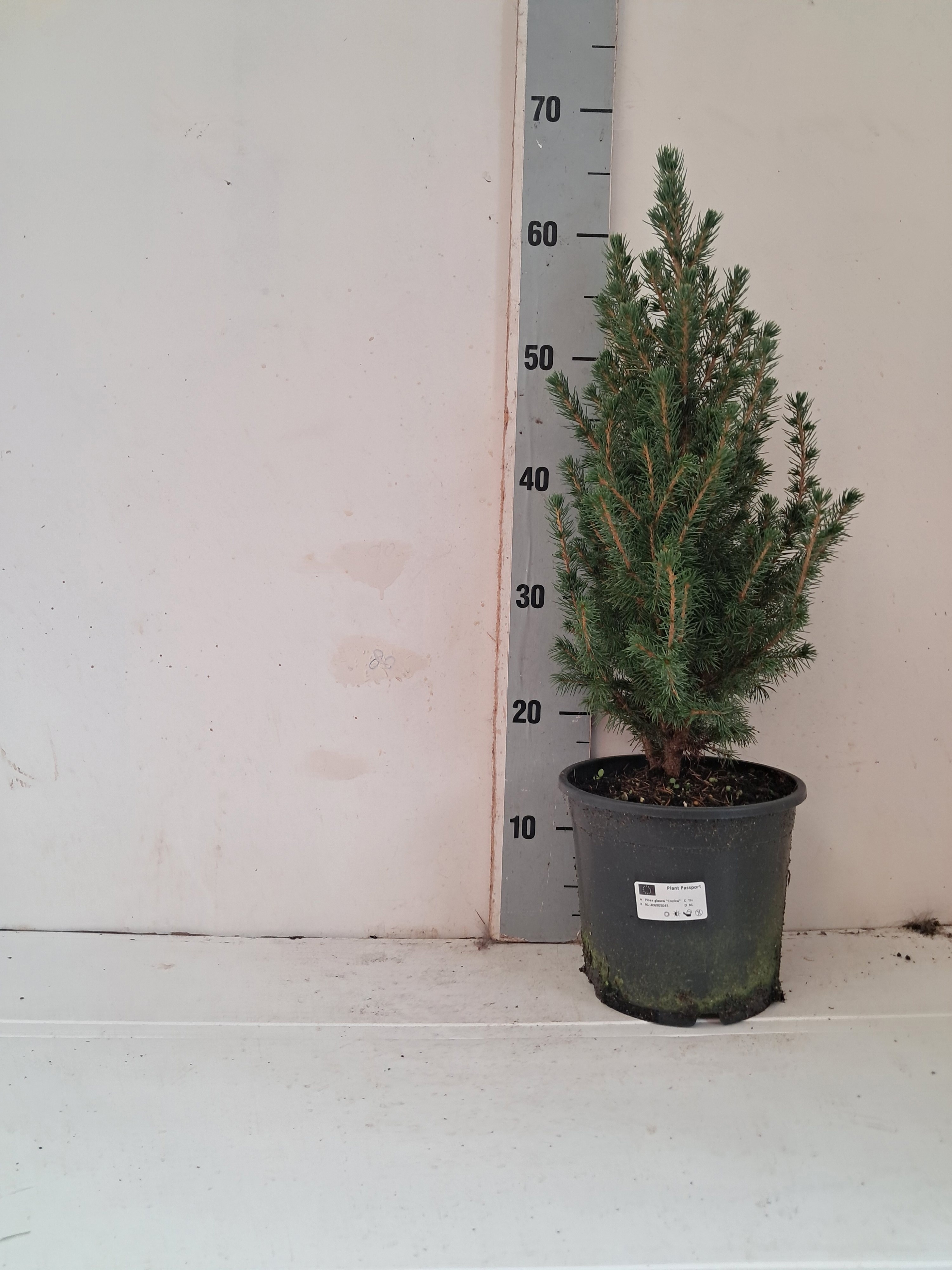 Picea Glauca Conica 19Ø 60cm