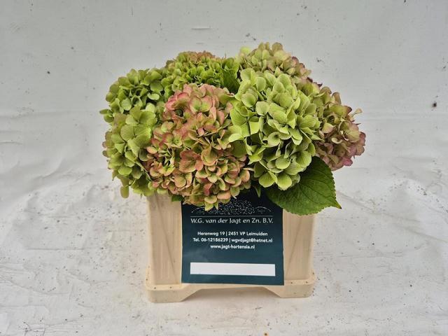 Hydrangea Antique 40cm 12Ø