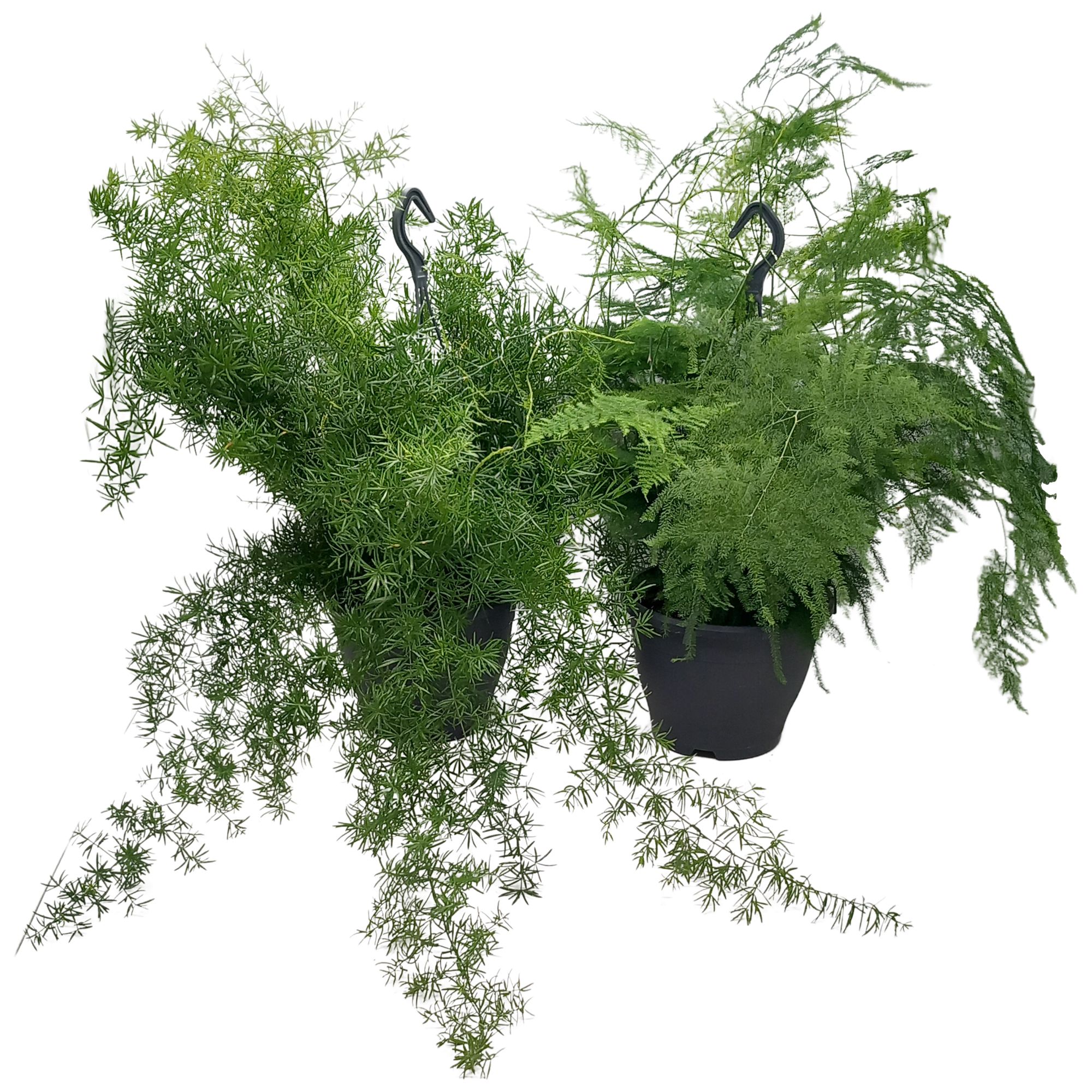 Asparagus gemengd