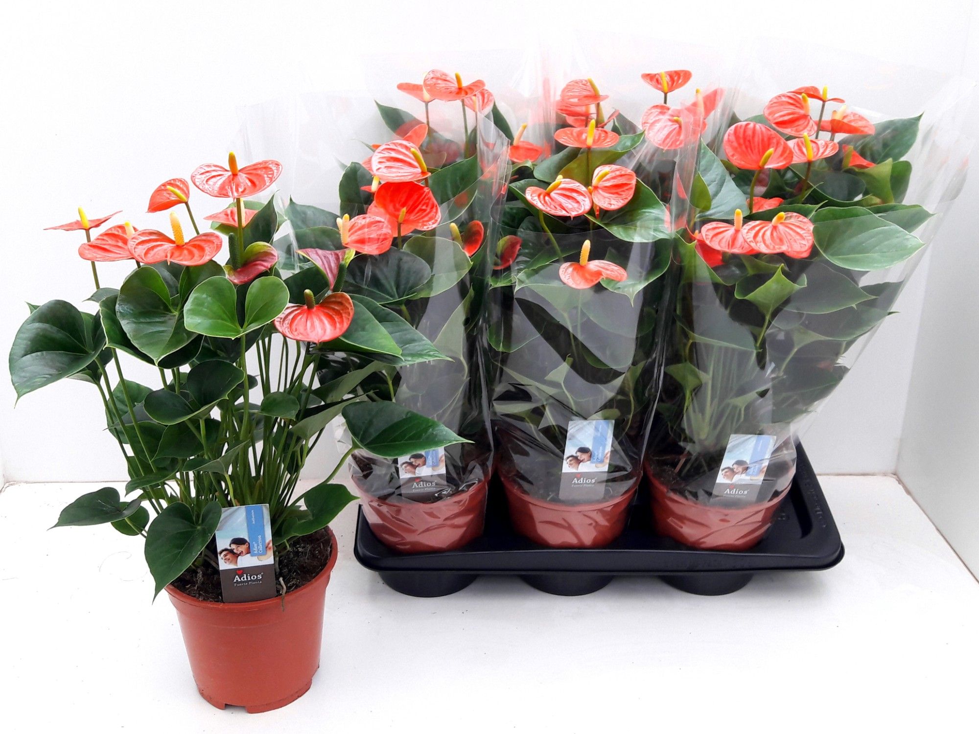 Anthu Adios Orange 17P 60H 6bloem