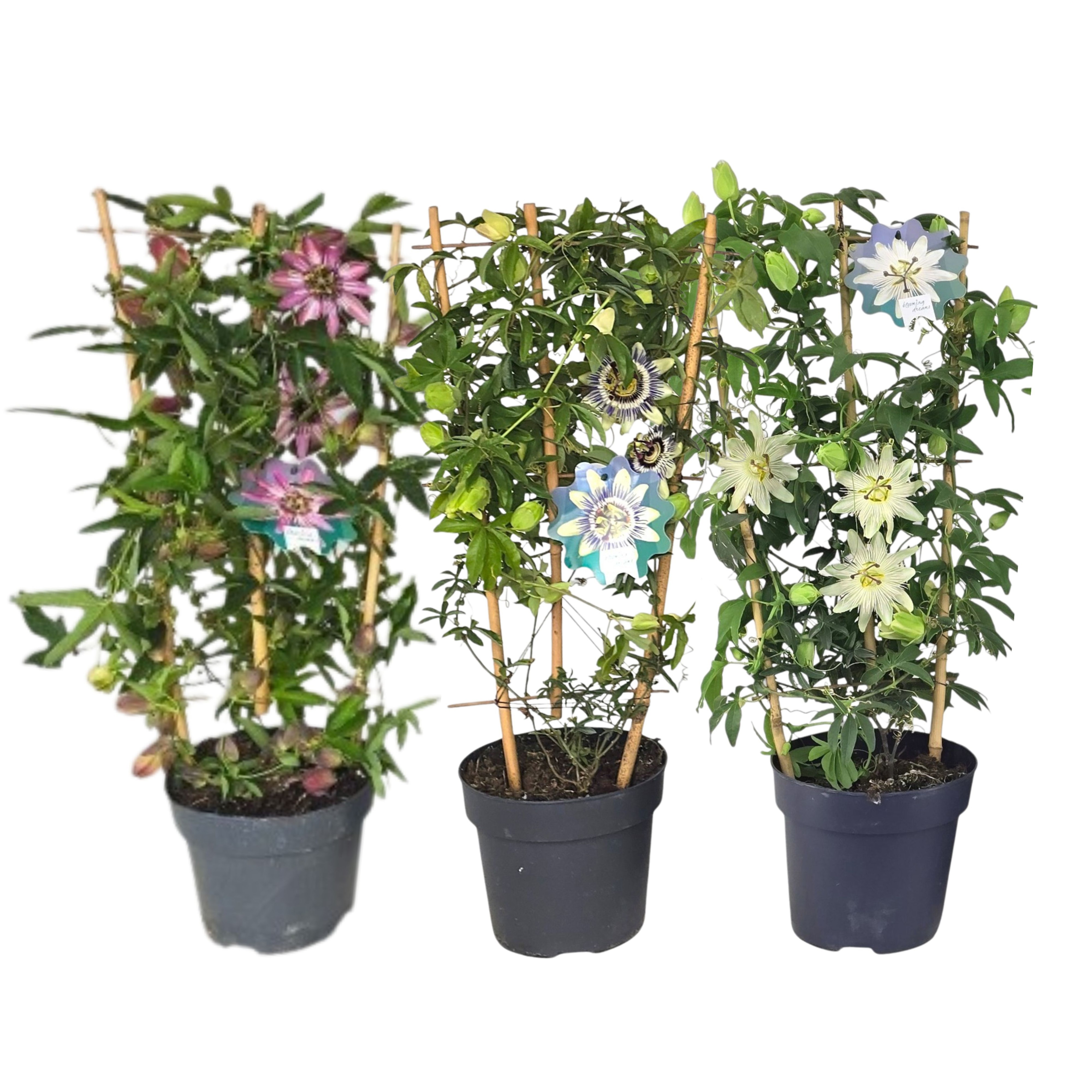 Passiflora rek mix