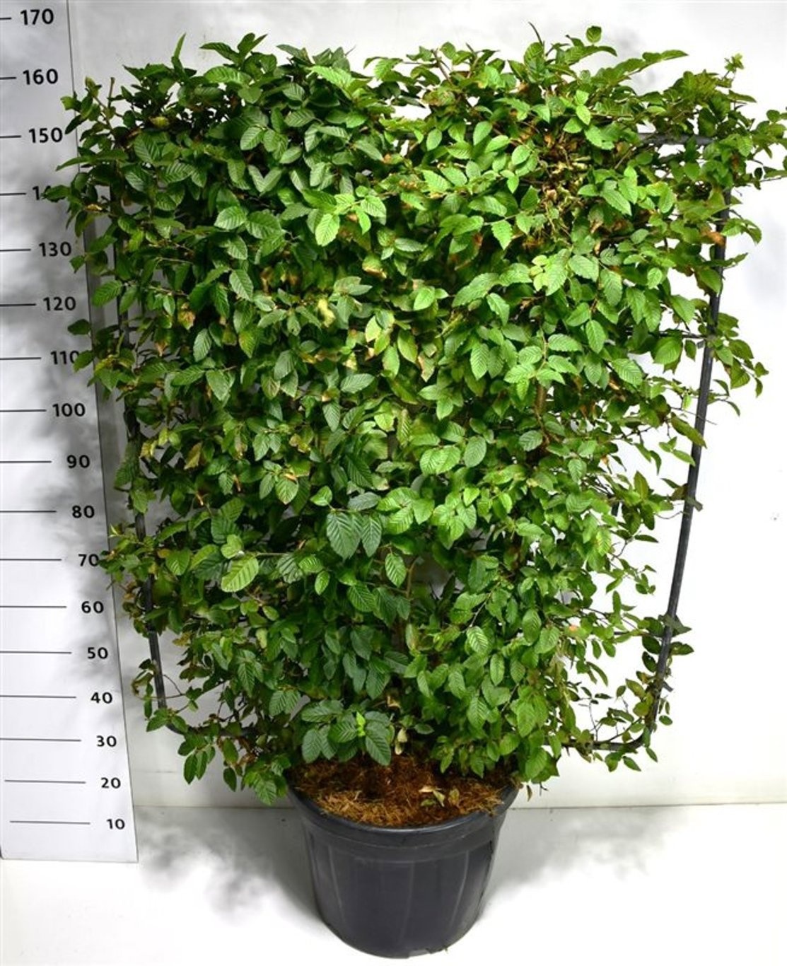 Carpinus betulus