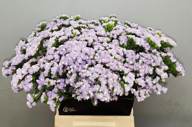 Lim S Luna Blue 50cm 18gram