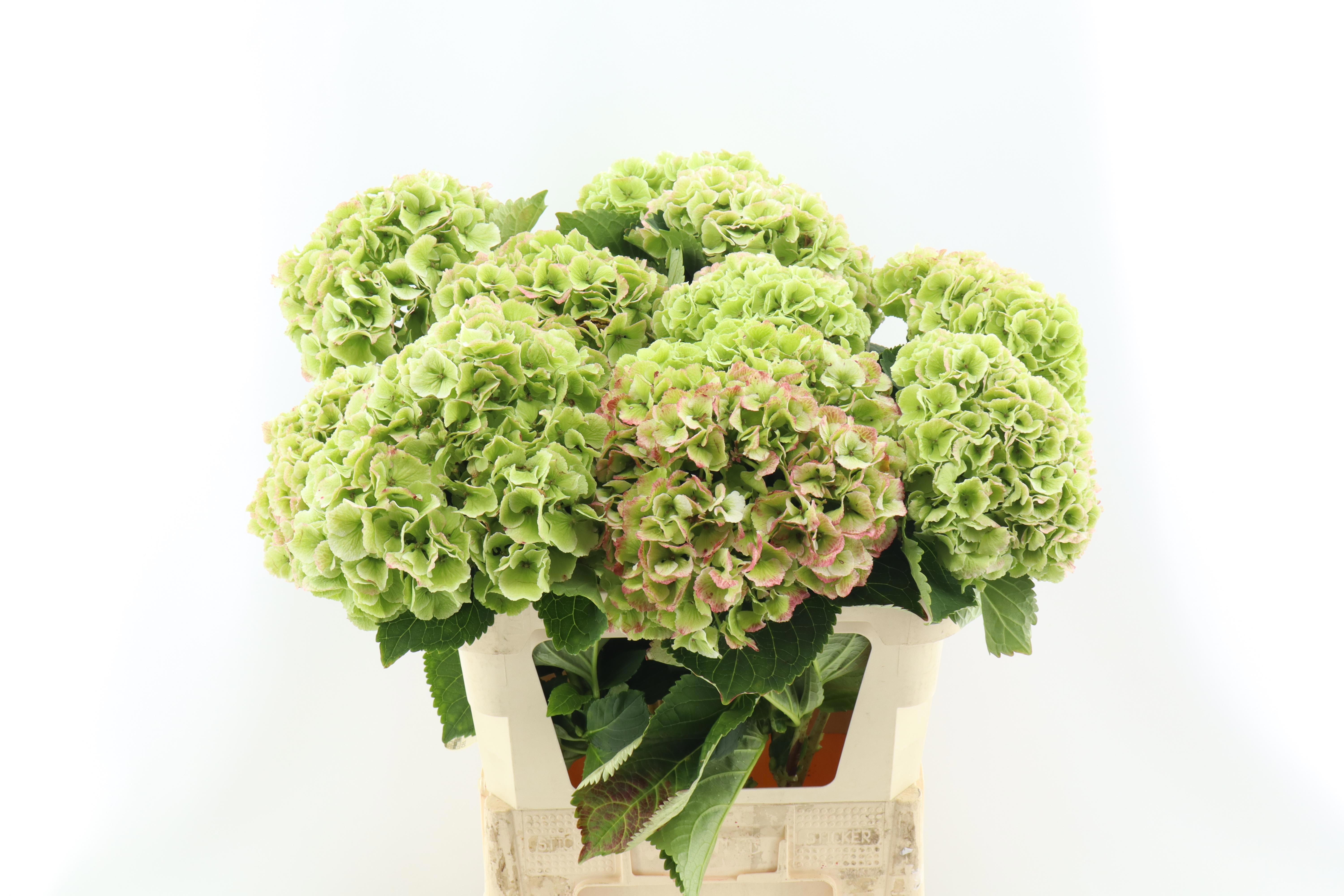 Hydrangea Royal Princess Classic 60cm 18Ø