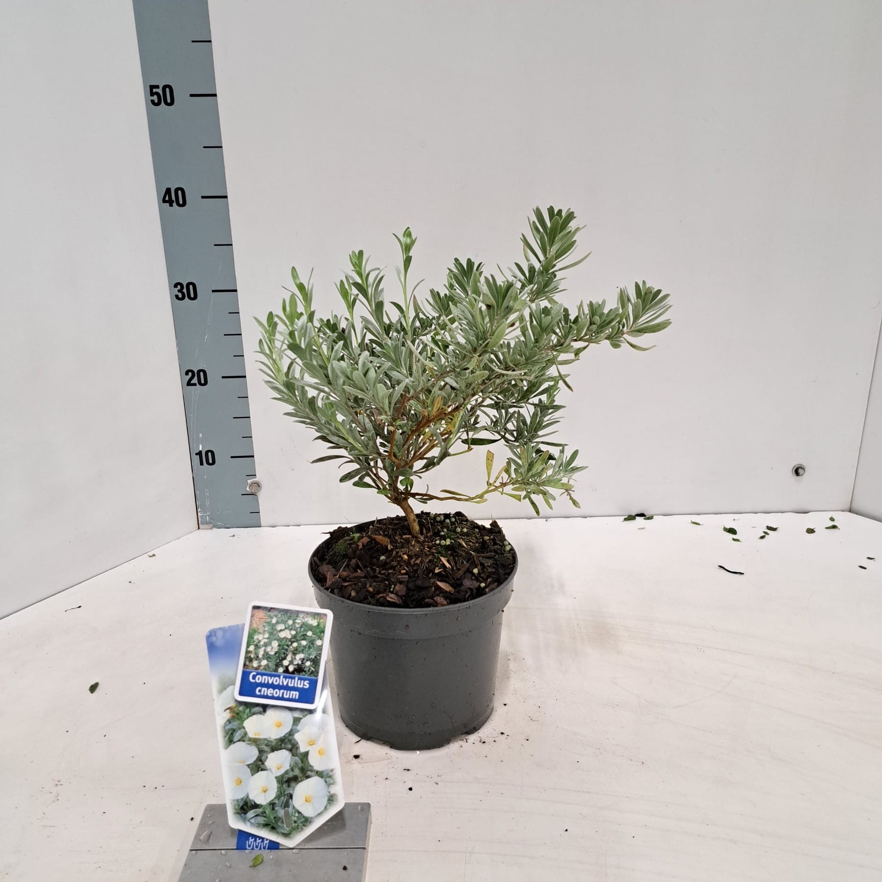 Picture of Convolvulus cneorum