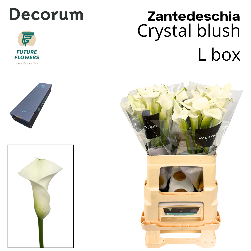Zant Crystal Blush