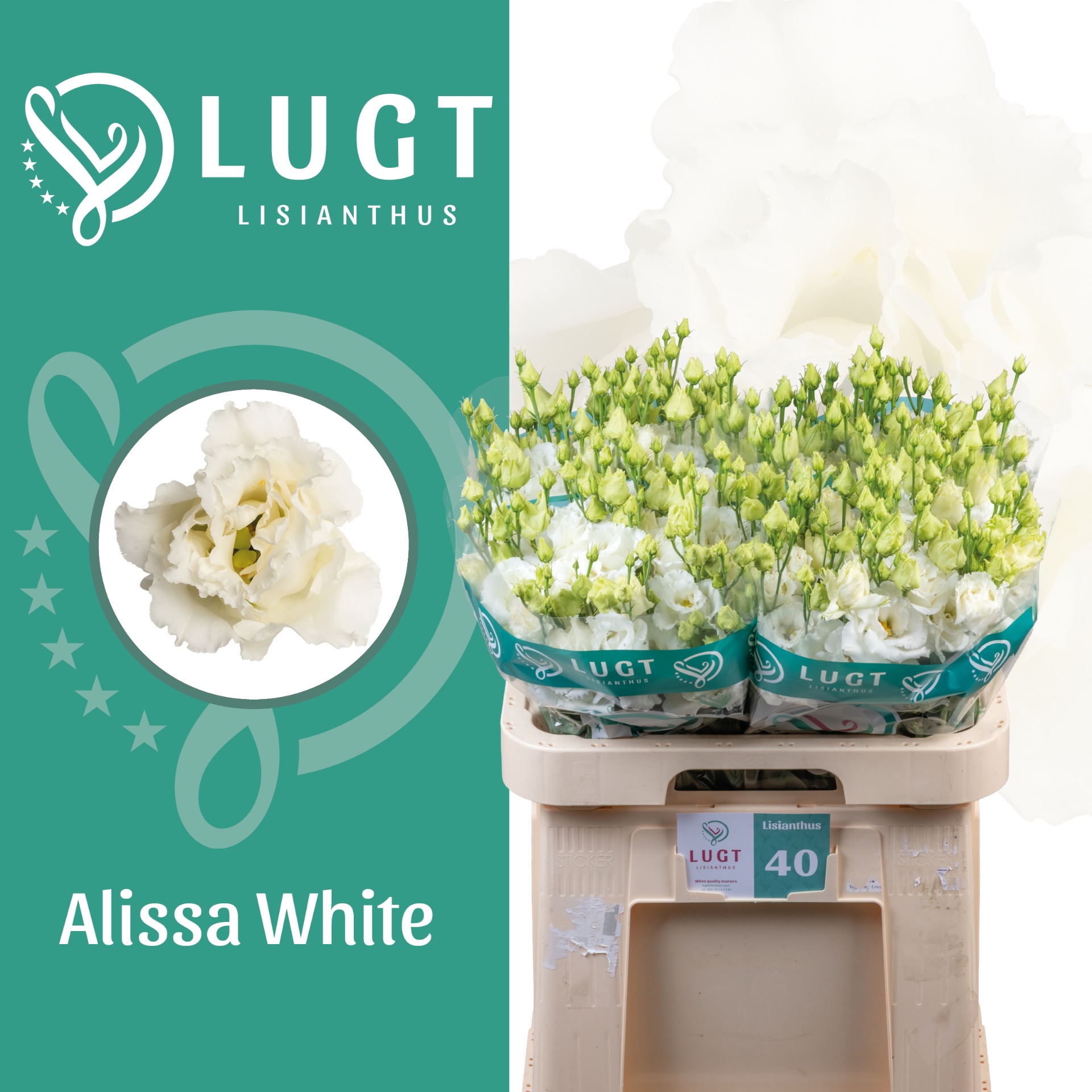 Eus G Alissa White 70L.cm 55+knop 23bloei