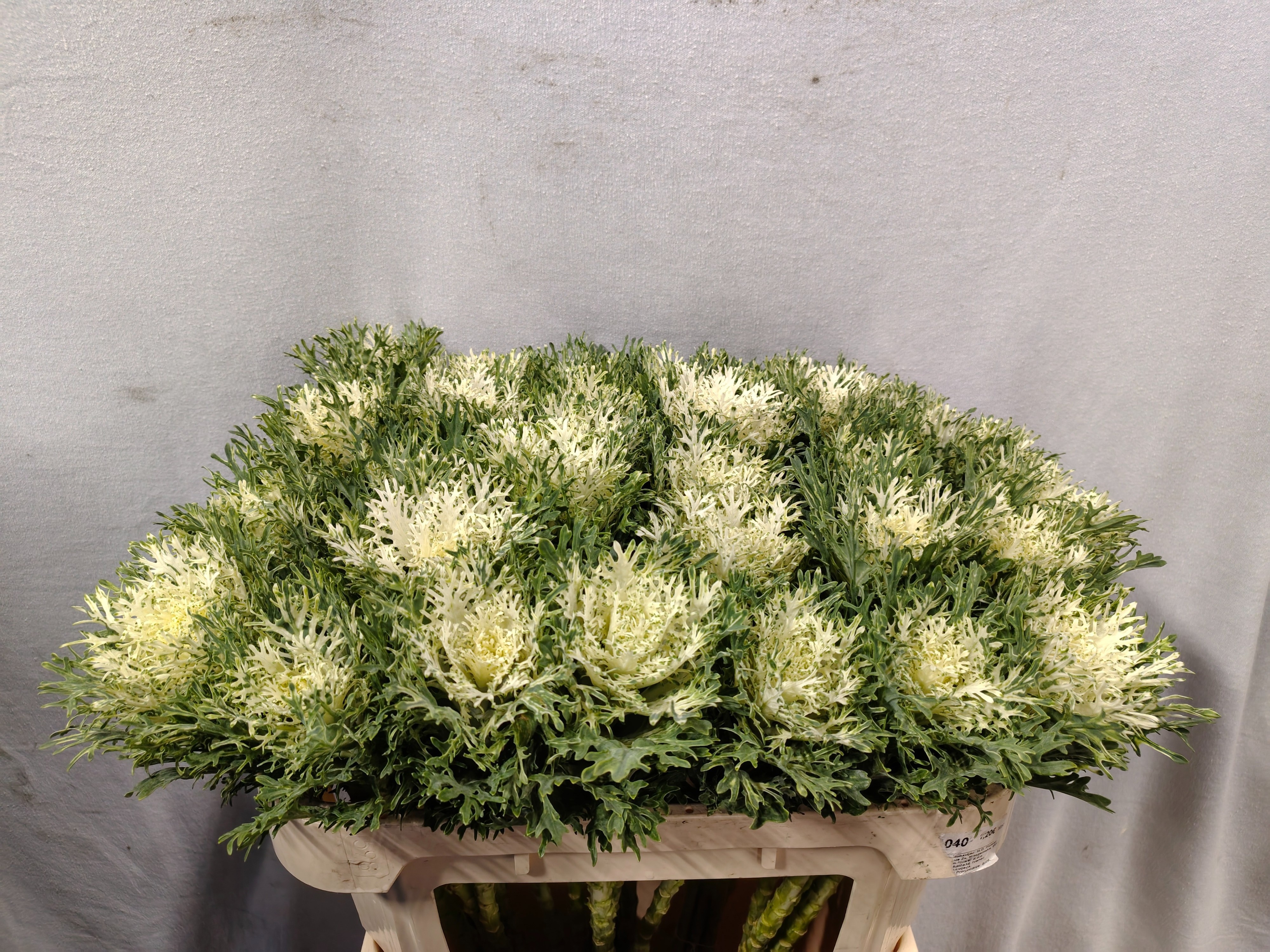Brassica Crane Fea Snow 70cm