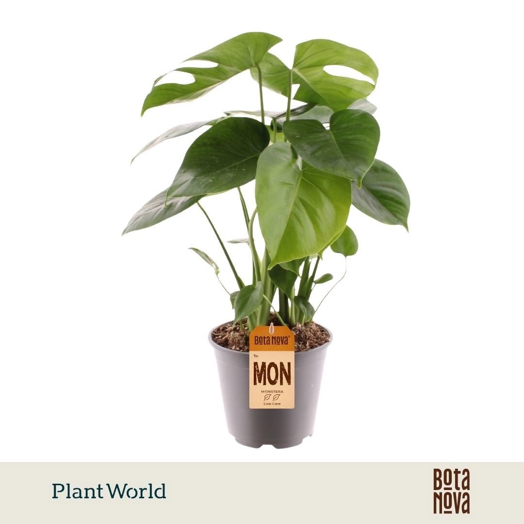 Monstera deliciosa