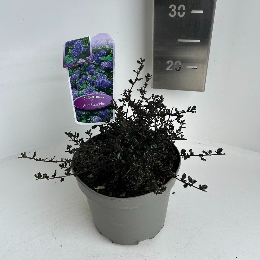 Picture of Ceanothus Blue Sapphire P17 (2 Ltr) (LOOSE)