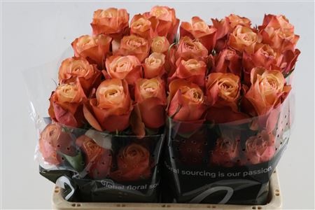 Rosa Kahala-bb 60cm
