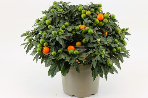Solanum Pseudocapsicum P17 Berg