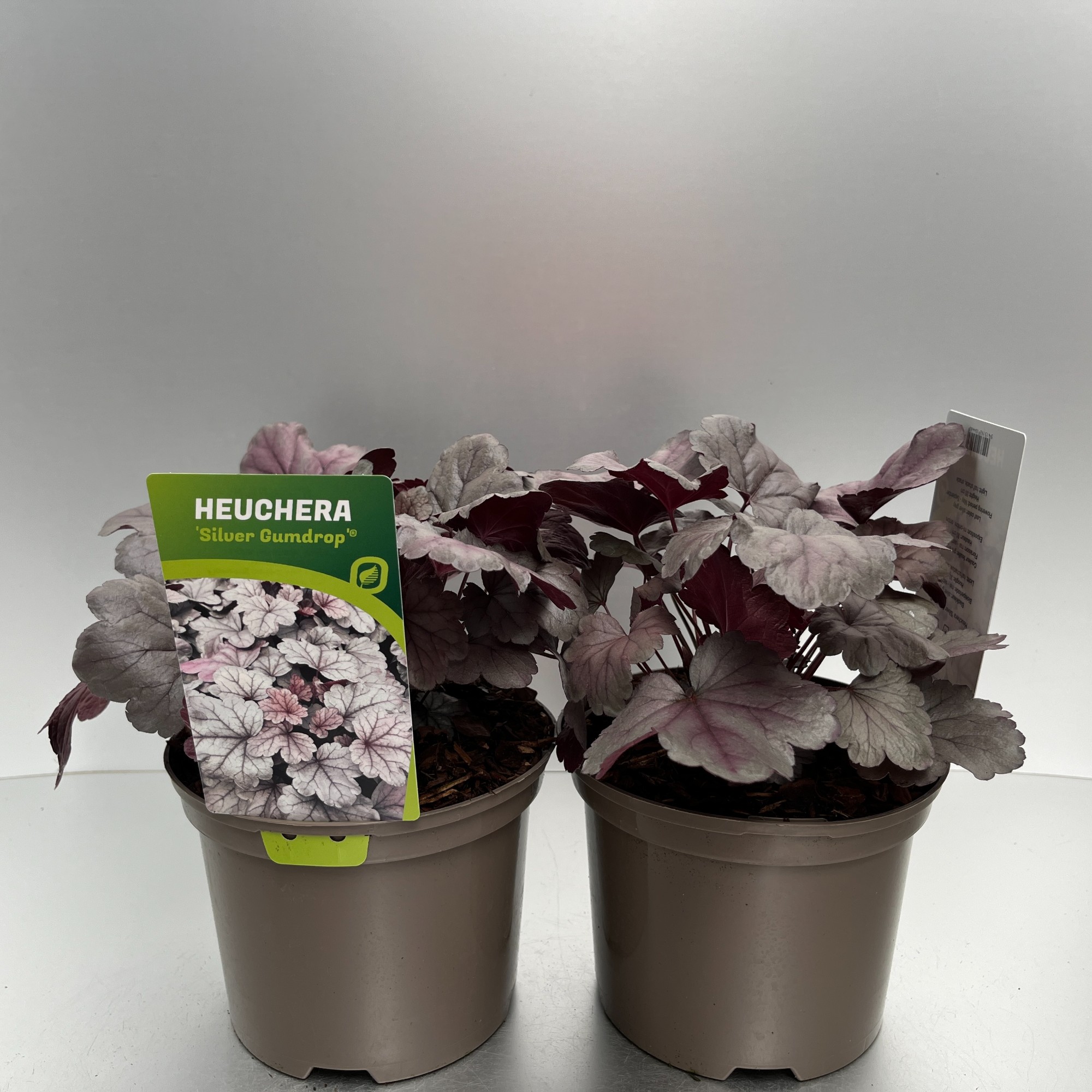 Picture of Heuchera Silver Gumdrop P17 (2 Ltr)