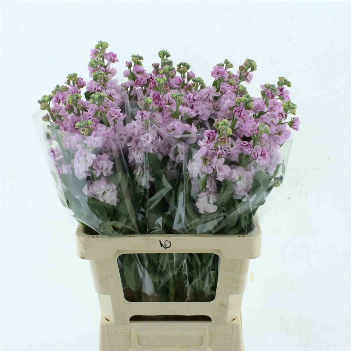 Matthiola Iron Cherry Blossom 60cm