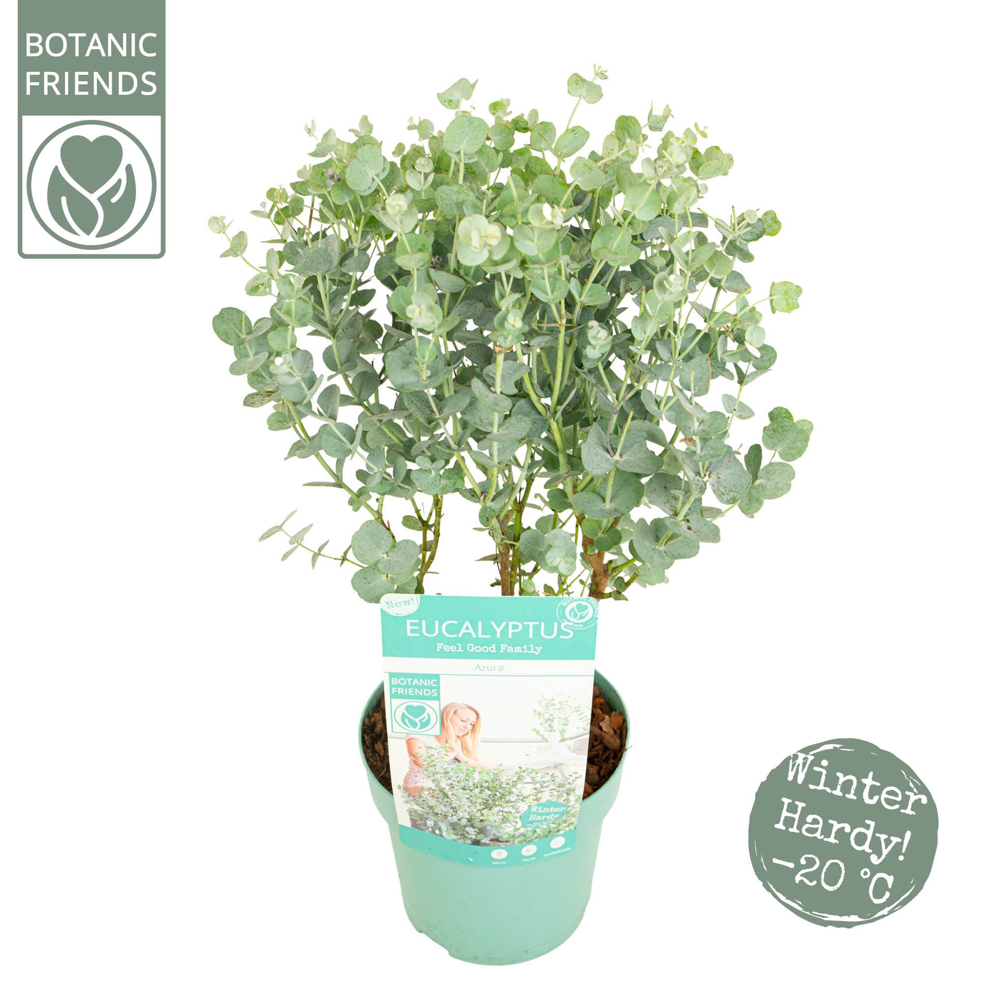 Picture of Eucalyptus gunnii 'Azura'®