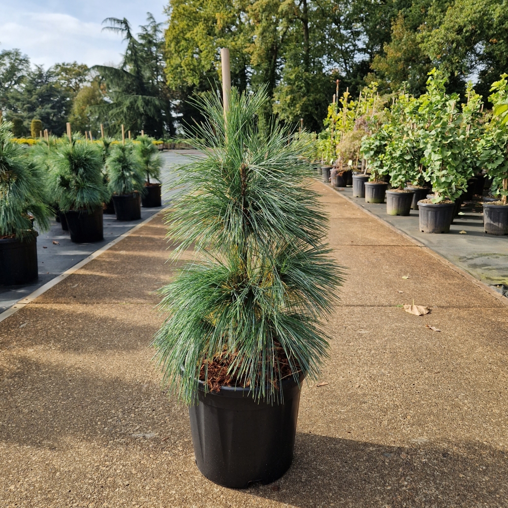 Picture of Pinus schwerinii Wiethorst C11 40/50 (LOOSE)