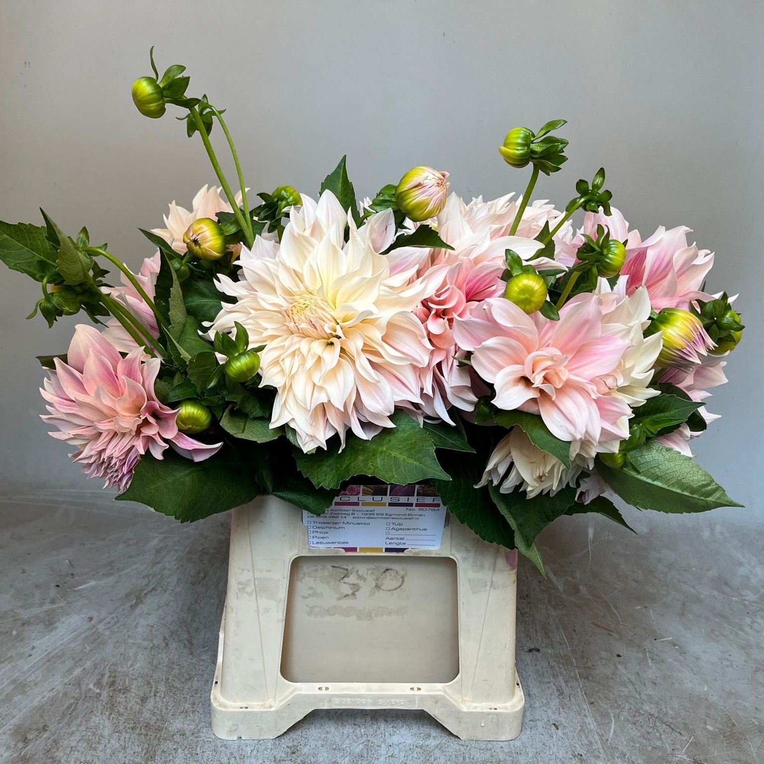 Dahlia Cafe Au Lait 50cm