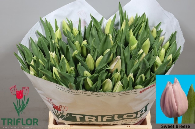 Tulipa Sweet Breeze 41cm 44gram
