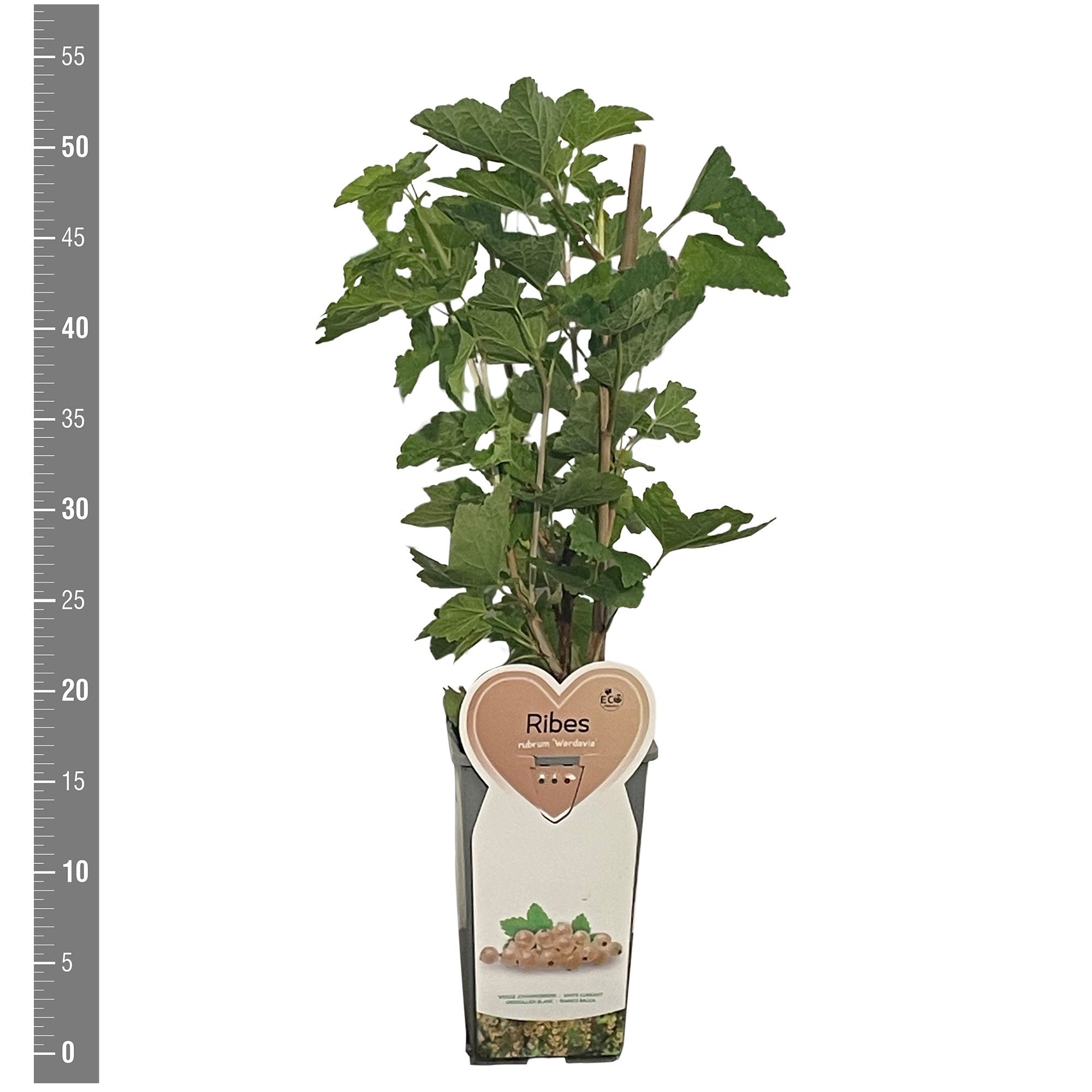 Ribes Kleinfruit Ribes r. Werdavia 2 liter (witte bes)
