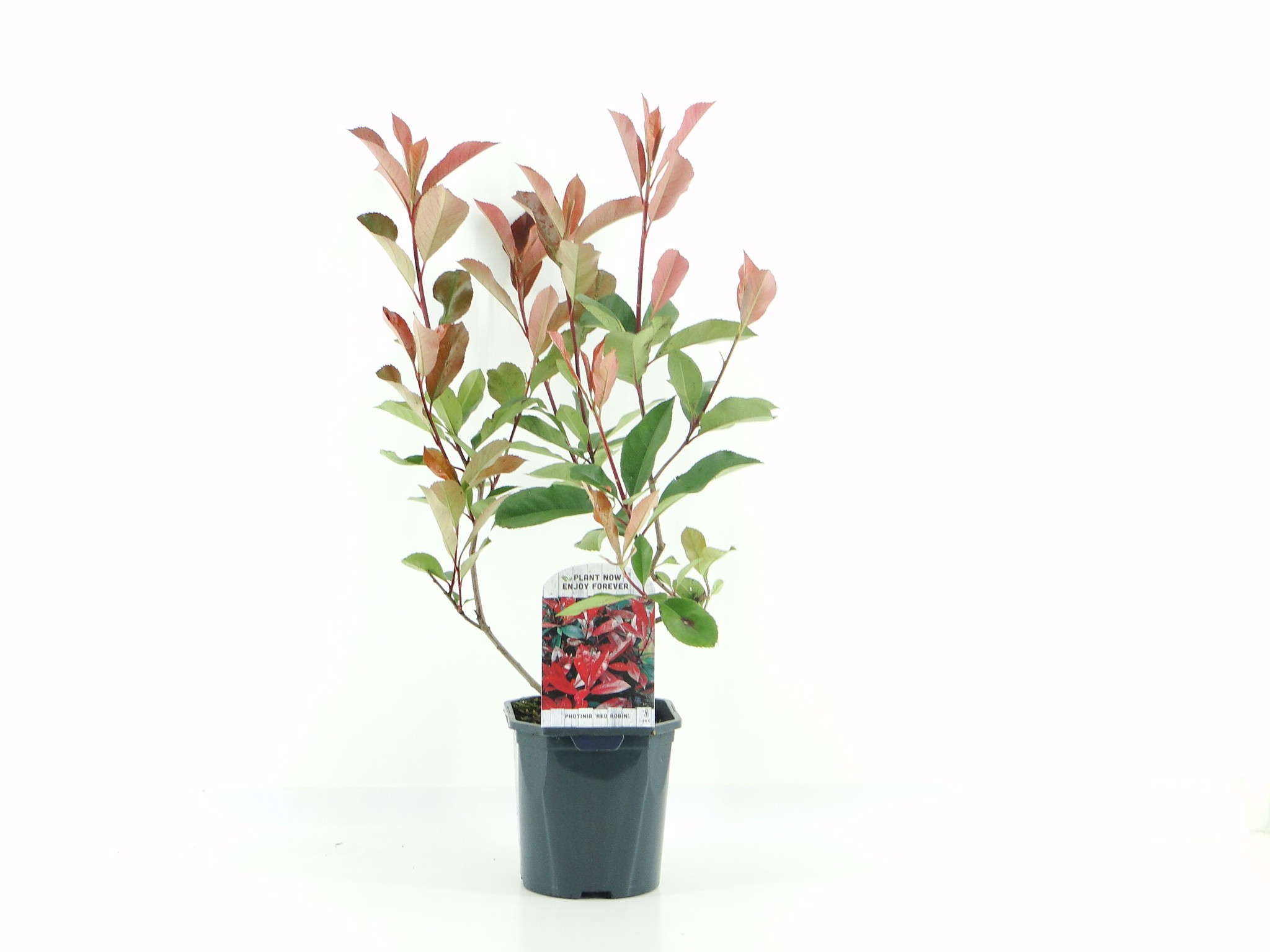 Picture of Photinia fras. Red Robin