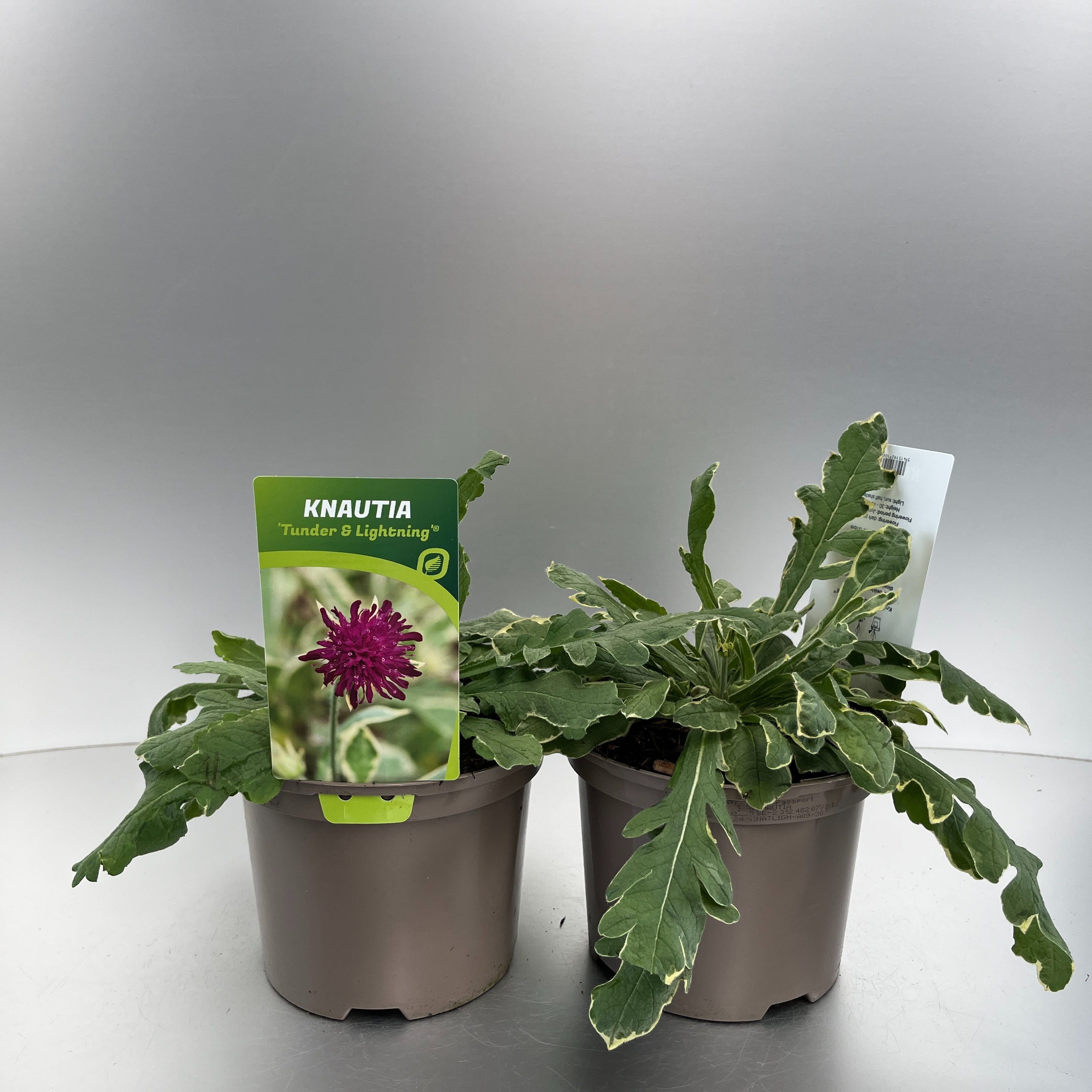 Picture of Knautia Tunder & Lightning P17 (2 Ltr)