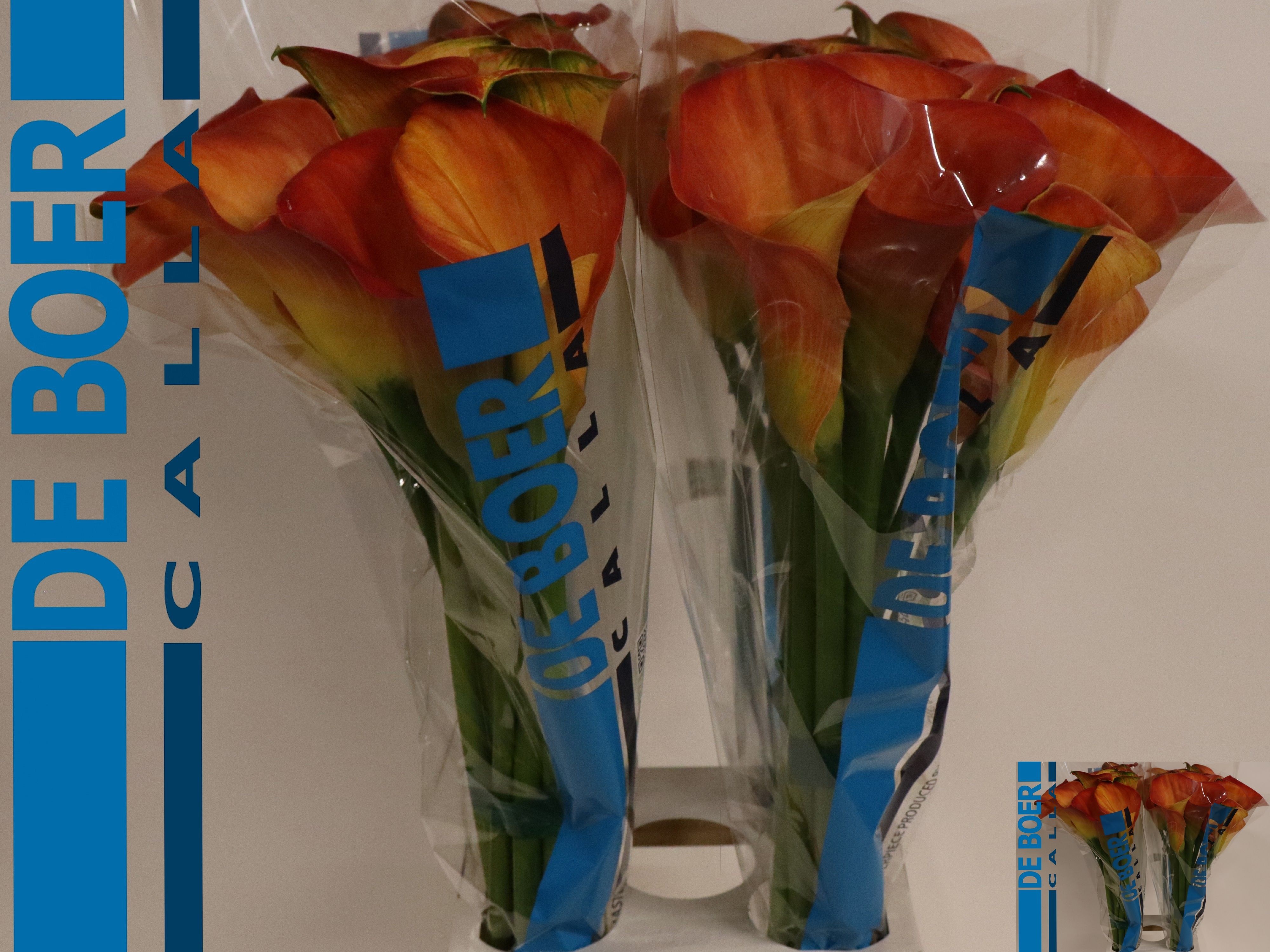 Calla Sunset Passion 80cm