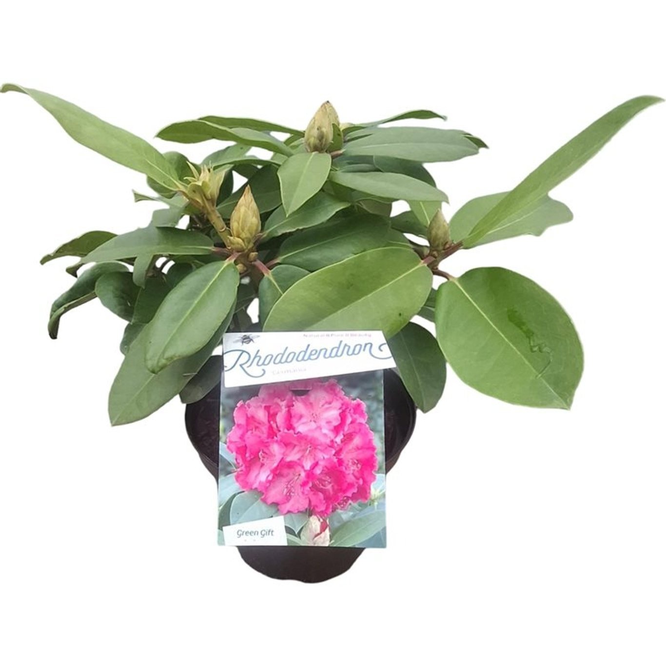 Rhododendron 'Germania'