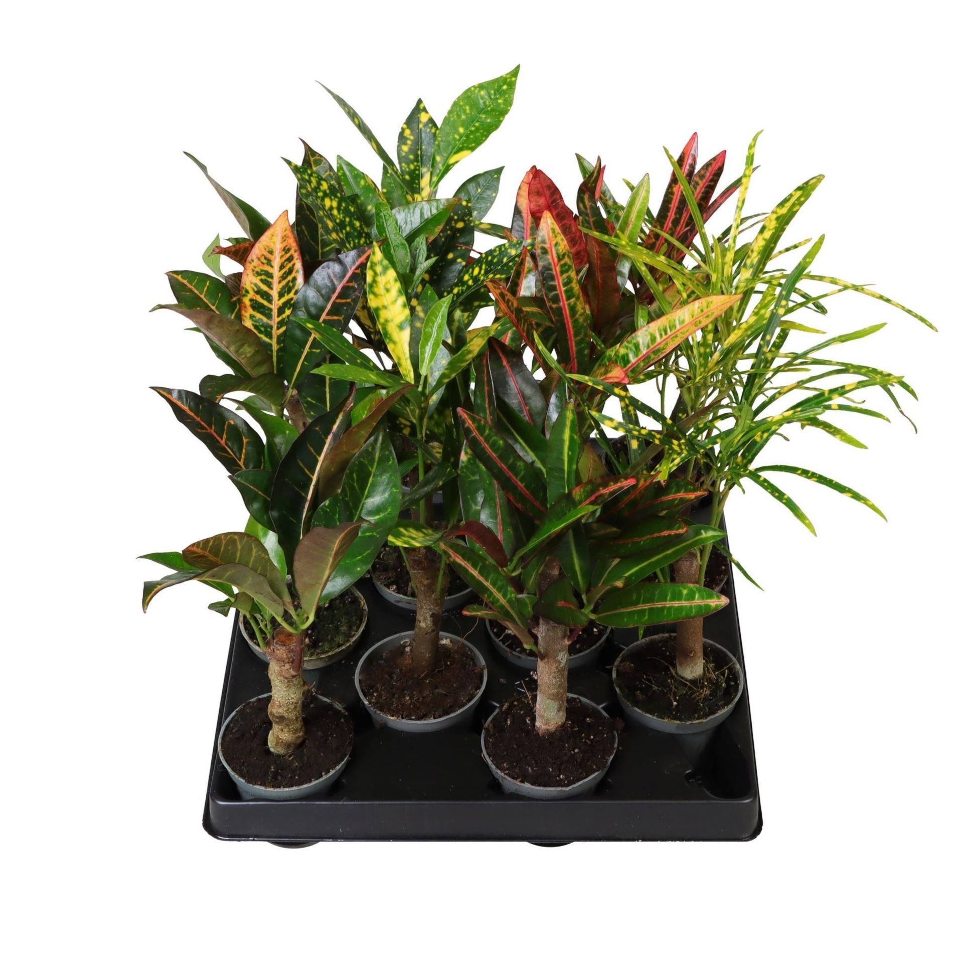 Codiaeum Cane Mix 4 varieties