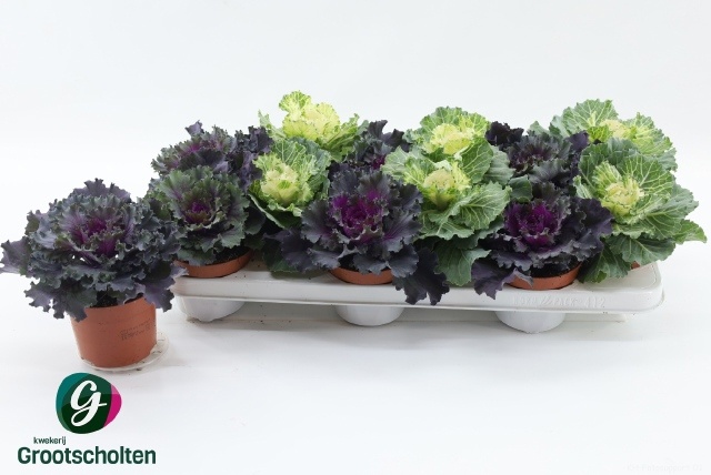 Brassica (SIERKOOL) 510P 15H