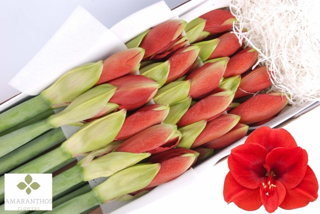 Hippeastrum Ferrari 4bl