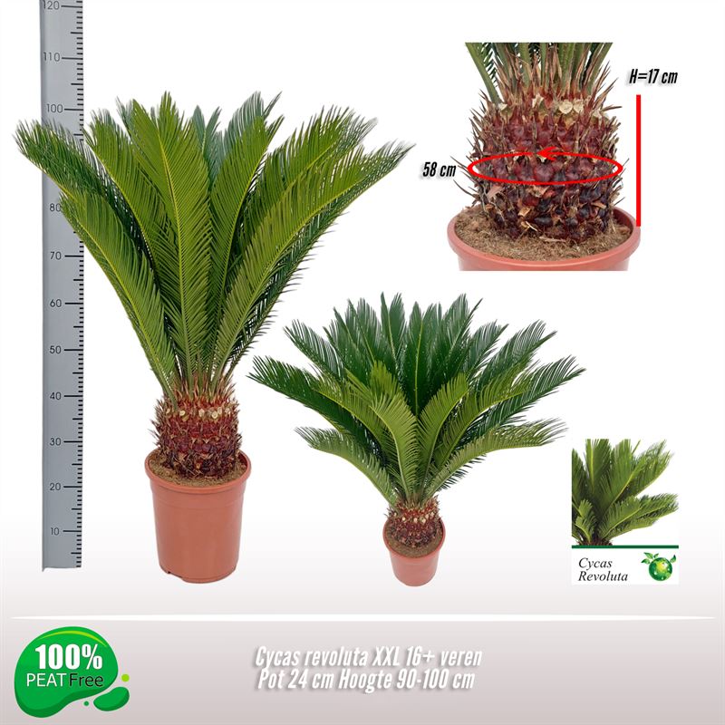 Picture of Cycas revoluta P24 (6 Ltr) 90cm