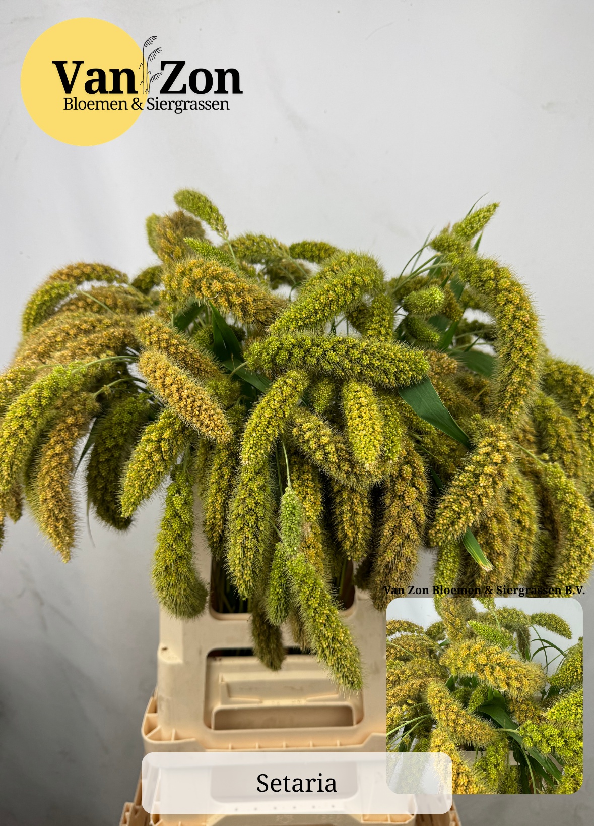 Setaria Volle Melk 70cm