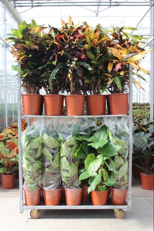 Homalomena Mixkar Croton & Homalomena rubescens Maggy