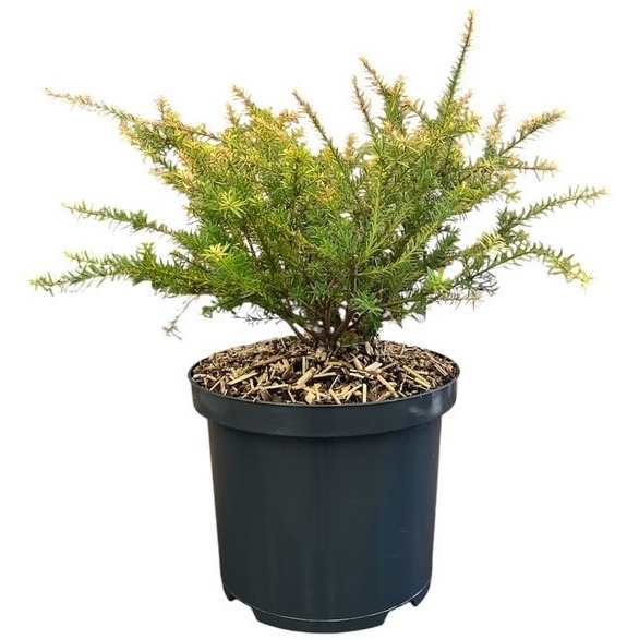 Podocarpus 'County Park Fire'