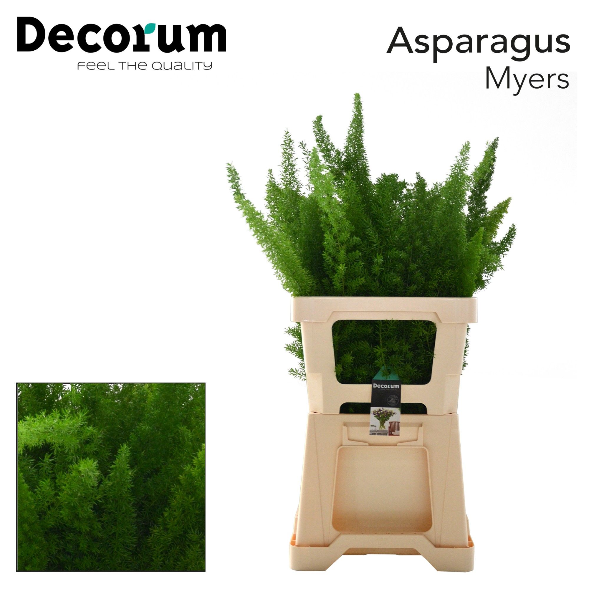 Asparagus Dens Meyers 60cm